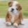 sitting bulldog statue